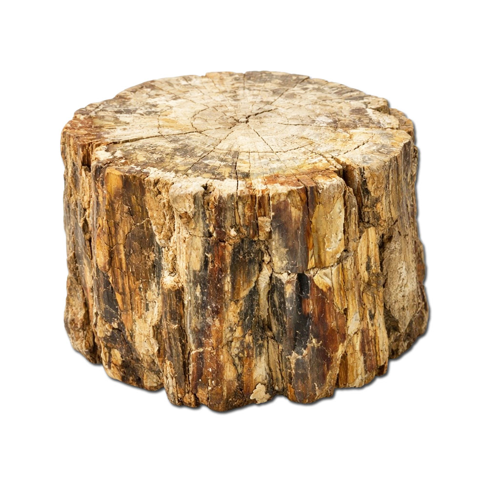 Versteinertes Holz kaufen