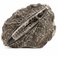 Orthoceras ( Fossilie ) Urzeitliche Orthoceras Fossilien für deine Sammlung