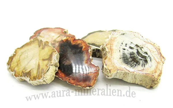 Versteinertes Holz Scheiben top polished
