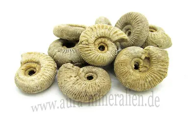 Einzigartige fossile Ammoniten a...