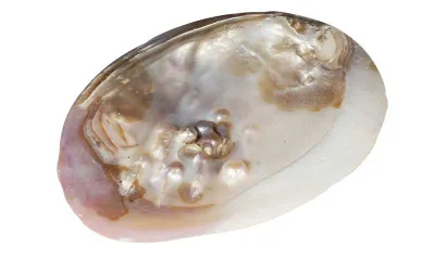 Muschelhälfte mit echter eingewachsener Süßwasserperle als Räucherschale